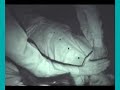 Click here to watch this video HANTU WONOSOBO