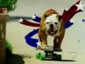 Tillman - The Greatest American Dog