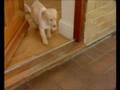 ça c'est un gentil chien ça!^^