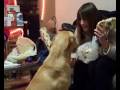 videos de Bing and Darry's Christmas 2008