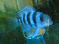 serdar akvaryum bal?k cichlid ciklet �iklet ciklit frontoza