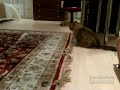 Perro hiperactivo