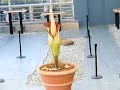 Amorphophallus titanum blooms at Brooklyn Botanic Garden