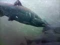 Go Salmon, Go!