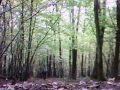 VTT FREERIDE CHOOZ ARDENNES VTT FREERIDE CHOOZ ARDENNES
