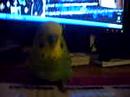 Peter the funny cursing budgie