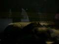 videos de Bichir Bichir