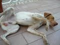Il cane più buono del mondo (berrino) Il cane più buono del mondo (berrino)