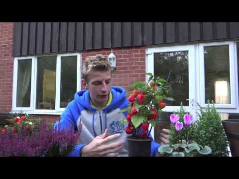 how to plant chinese lanterns