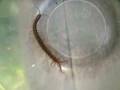 Centipede