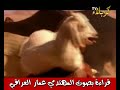 أنتاج أبو عمر النيكاراغوي من غرفة أنصار آل محمد عليهم السلام