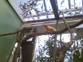 videos de Miles's Zoo Safaris:Golden Lion Tamarins