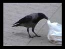 NEBELKR-HE-Corvus-co