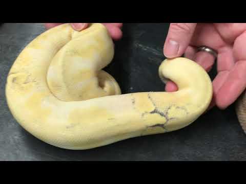 YouTube reptile video