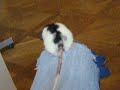 die-ratte-beate.html