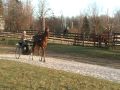 Hopefoal The Freeze 2 yr old Morgan gelding Pleasure Driving