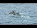 Hundreds of dolphins flee a pack of hungry killer ...