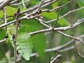 Observation Cherry trees No.6 Somei-yoshino Amami ???? Observation Cherry trees No.6 Somei-yoshino Amami ????