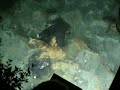 Maldives Sun Island Shark Feeding