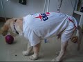 Dino the Golden Retriever - World Cup Fever