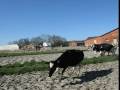 Øko køer på græs på Houdam - vacile pe camp