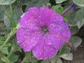 Kahan ho Tum Chalay Aao Muhabbat ka Taqaza hay - Flowers Pictures: 26 March 2008 Lahore Pakistan