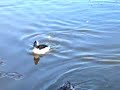 Pintail and Bufflehead ducks