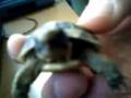 turtle headbang