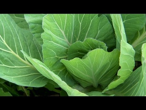 video-linktoworks-How to Plant Broccoli and Cabbage | P. Allen Smith...