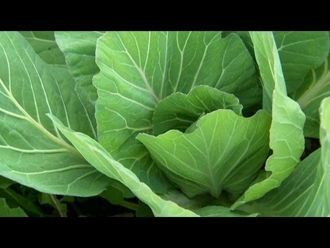 how to replant cabbage