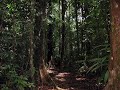 Jurassic Park Jungle ambience sounds