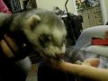 Pedro the Ferret Eats Peanut Butter