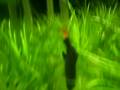 labeo bicolor em aquario plantado 