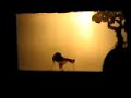 A shadow puppet show in Wuzhen, China A shadow puppet show in Wuzhen, China