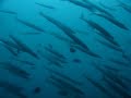 Swimming through a shoal of baby Chevron Barracuda