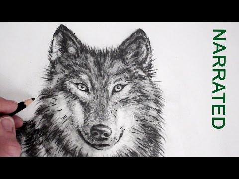 video-linktoworks-How to Draw a Realistic Wolf: Narrated