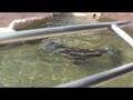 videos de Seaquarium - Focas