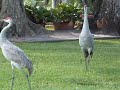 Sand Hill Crane dance