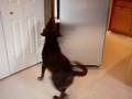 videos de Hendrix Late Show Dog Trick Audition
