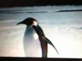 Farce of the Penguins:  Nutts Off