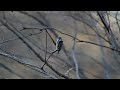 Click here to watch this video 野鳥　コゲラ（小啄木鳥）　Canon EOS 7D　EF400mm F2.8 L IS USM