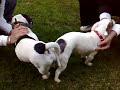 JRT parenje