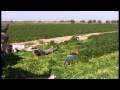 Abassan In Gaza attacked by Zionist snipers