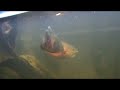 oskar fish figth