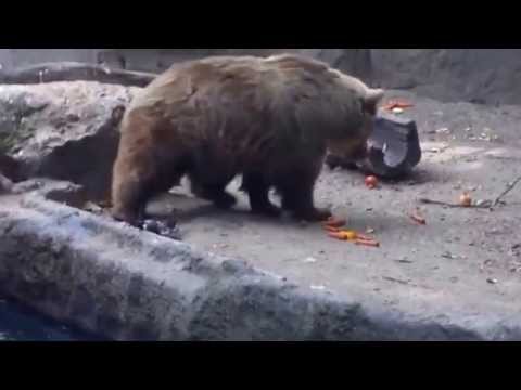 L'étonnante réaction d'un ours brun face à un oiseau qui se noie