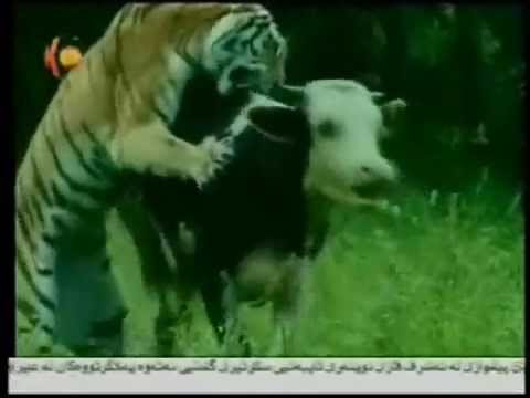 tiger