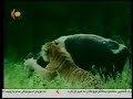 Safari tiger Hunting-siberia