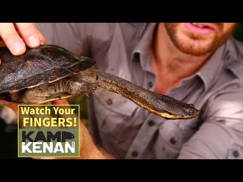 YouTube reptile video