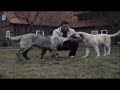 Kangal delmenhorst 4