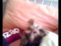 videos de bichos de cida